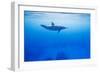 Spinner Dolphin Underwater on Hawaii's Kona Coast-Paul Souders-Framed Photographic Print