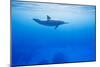 Spinner Dolphin Underwater on Hawaii's Kona Coast-Paul Souders-Mounted Photographic Print