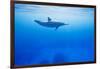 Spinner Dolphin Underwater on Hawaii's Kona Coast-Paul Souders-Framed Photographic Print