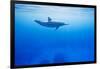 Spinner Dolphin Underwater on Hawaii's Kona Coast-Paul Souders-Framed Photographic Print