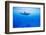 Spinner Dolphin Underwater on Hawaii's Kona Coast-Paul Souders-Framed Photographic Print