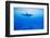 Spinner Dolphin Underwater on Hawaii's Kona Coast-Paul Souders-Framed Photographic Print