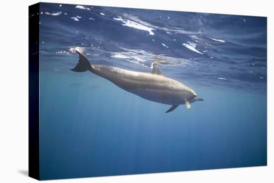 Spinner Dolphin-DLILLC-Stretched Canvas