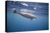Spinner Dolphin-DLILLC-Stretched Canvas