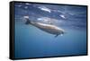 Spinner Dolphin-DLILLC-Framed Stretched Canvas