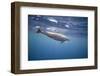 Spinner Dolphin-DLILLC-Framed Photographic Print