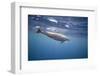 Spinner Dolphin-DLILLC-Framed Photographic Print