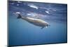 Spinner Dolphin-DLILLC-Mounted Photographic Print