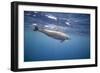 Spinner Dolphin-DLILLC-Framed Photographic Print