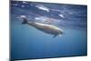Spinner Dolphin-DLILLC-Mounted Photographic Print
