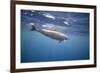 Spinner Dolphin-DLILLC-Framed Photographic Print