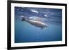 Spinner Dolphin-DLILLC-Framed Photographic Print