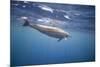 Spinner Dolphin-DLILLC-Mounted Photographic Print