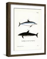 Spinner Dolphin-null-Framed Giclee Print