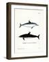 Spinner Dolphin-null-Framed Giclee Print