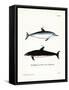 Spinner Dolphin-null-Framed Stretched Canvas