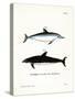Spinner Dolphin-null-Stretched Canvas