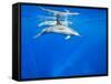 Spinner Dolphins Underwater Along Hawaii's Kona Coast-Paul Souders-Framed Stretched Canvas