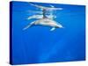 Spinner Dolphins Underwater Along Hawaii's Kona Coast-Paul Souders-Stretched Canvas