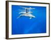 Spinner Dolphins Underwater Along Hawaii's Kona Coast-Paul Souders-Framed Photographic Print