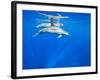 Spinner Dolphins Underwater Along Hawaii's Kona Coast-Paul Souders-Framed Photographic Print