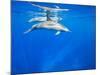 Spinner Dolphins Underwater Along Hawaii's Kona Coast-Paul Souders-Mounted Photographic Print