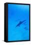 Spinner Dolphins Underwater-Paul Souders-Framed Stretched Canvas