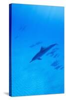 Spinner Dolphins Underwater-Paul Souders-Stretched Canvas