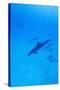 Spinner Dolphins Underwater-Paul Souders-Stretched Canvas