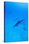 Spinner Dolphins Underwater-Paul Souders-Stretched Canvas