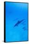 Spinner Dolphins Underwater-Paul Souders-Framed Stretched Canvas