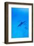 Spinner Dolphins Underwater-Paul Souders-Framed Premium Photographic Print