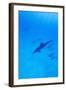 Spinner Dolphins Underwater-Paul Souders-Framed Photographic Print