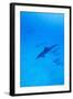 Spinner Dolphins Underwater-Paul Souders-Framed Photographic Print