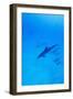 Spinner Dolphins Underwater-Paul Souders-Framed Photographic Print