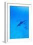 Spinner Dolphins Underwater-Paul Souders-Framed Photographic Print