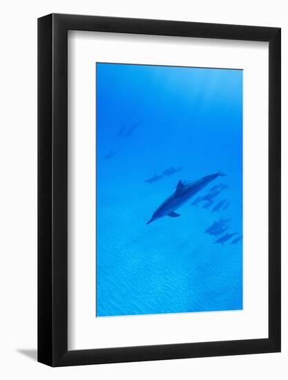 Spinner Dolphins Underwater-Paul Souders-Framed Photographic Print