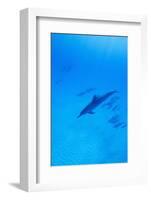 Spinner Dolphins Underwater-Paul Souders-Framed Photographic Print