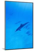 Spinner Dolphins Underwater-Paul Souders-Mounted Photographic Print