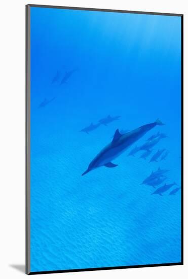 Spinner Dolphins Underwater-Paul Souders-Mounted Photographic Print