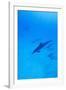 Spinner Dolphins Underwater-Paul Souders-Framed Photographic Print