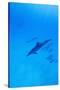 Spinner Dolphins Underwater-Paul Souders-Stretched Canvas