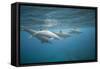 Spinner Dolphins-DLILLC-Framed Stretched Canvas