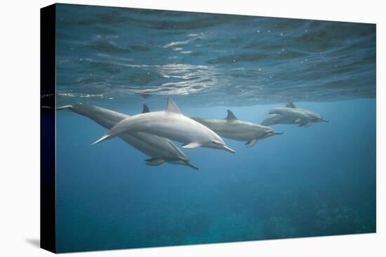 Spinner Dolphins-DLILLC-Stretched Canvas