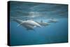 Spinner Dolphins-DLILLC-Stretched Canvas