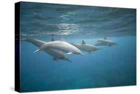 Spinner Dolphins-DLILLC-Stretched Canvas