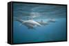 Spinner Dolphins-DLILLC-Framed Stretched Canvas