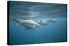 Spinner Dolphins-DLILLC-Stretched Canvas