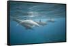 Spinner Dolphins-DLILLC-Framed Stretched Canvas