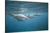 Spinner Dolphins-DLILLC-Stretched Canvas